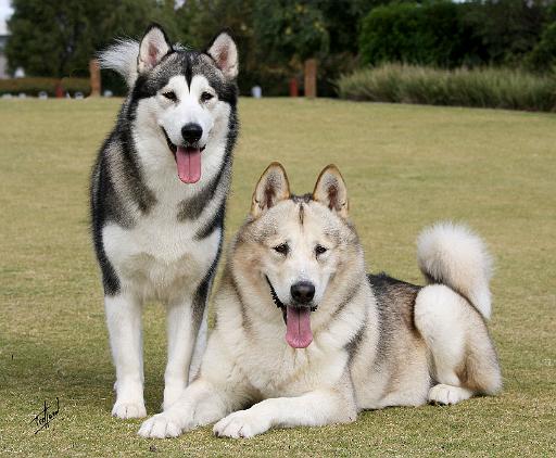 Alaskan Malamutes 9Y787D-232.JPG